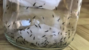 İzmir Bayındır'da Kestane Ağaçları Zararlılarını Torymus sinensisler Yok Edecek