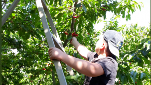 İzmir Kemalpaşa 'da kiraz hasadı başladı