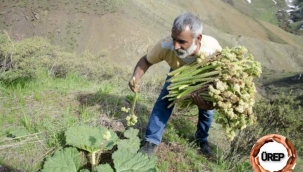 KANSER SAVAŞÇISI IŞKIN OTU 