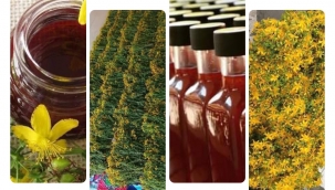 KANTRON YAĞI 'NIN MUCİZE FAYDALARI 