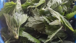 Karadeniz Bölgesi'nin, ısırgan otunun adeta merkezi!