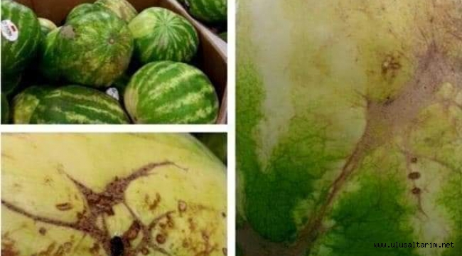 Karpuzun faydaları nelerdir? İyi karpuz nasıl seçilir?