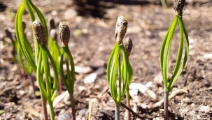 Kastamonu'da yangın sahasında mantar toplamak yasaklandı 