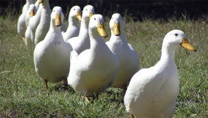 Kaz ve hindi yetiştiriciliğine 'hibe ve destek'