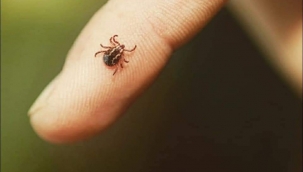 KENE NEDİR? NASIL KORUNURUZ? 