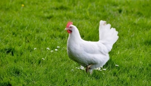 Kırmızı İbikli Küçük Tavuk...