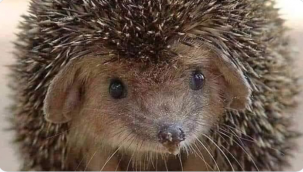 Kirpi'den mesaj var ! Bahçenize yardım ediyorum!