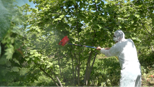 KÜLLEME HASTALIĞINDA KİMYASAL MÜCADELE BAŞLIYOR