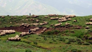 MUŞ'TA TERÖRDEN TEMİZLENEN KÖYLERDE TARIM VE HAYVANCILIK YAPILIYOR 