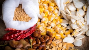 NEDEN İLK ÜRÜN TOHUMA SAKLANIR?