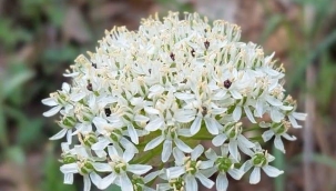 Orman Muhafaza Memuru Yeni Bir Bitki Türü Keşfetti