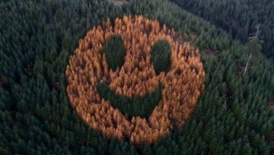 Ormanın Gülen Yüzü