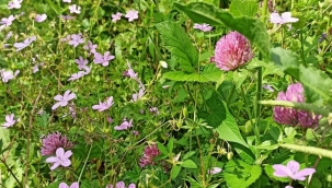 Ot ilacı denilen zehir Amerika'da kanserojen olduğu için yasaklandı