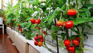 Pandemide balkon sebzeciliği psikolojiyi düzeltiyor