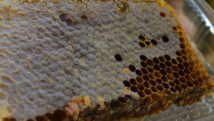 Pandemide karakovan balına talep arttı