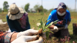 Samsun'da çiftçinin yeni gelir kapısı oldu: Kilosu bin lira 