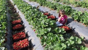 SASON ÇİLEĞİ TESCİLLENDİ 