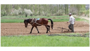 Şeker Fasulyesi İçin Çiftçiler ve Binek Hayvanlar İş Başında 