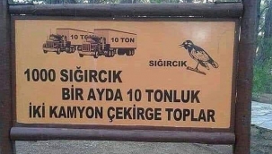 Sığırcık Kuşları ve Çekirgeler