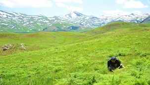ŞIRNAK'IN 'FARAŞİN YAYLASI'NDA YEŞİL ÖRTÜ VE KARLI DAĞLARLA İKİ MEVSİM BİR ARADA 