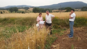 SİYEZ BUĞDAYI "MERGÜZE" ve "ATA SİYEZ" ADINDA TESCİLLENDİ