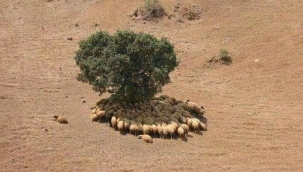 SU OLMAZSA, TOHUM YEŞERMEZ