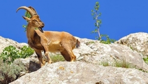 Tarım Bakanlığı yaban keçilerinin avlanmasını 'kırsal kalkınmaya destek' diye savundu