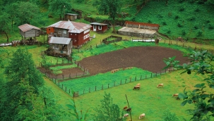 TARIM, PANDEMİ VE TÜRKİYE