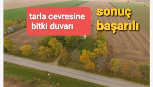 Tarla'ya koruma duvarı: Yabani otlar, çimenler, yabani çiçekler