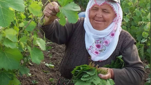 Tokat'ta yaprak Kırım zamanı 