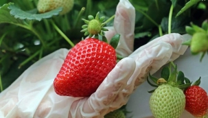 Topraksız çilek üretimine ilgi giderek artıyor 