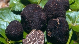 Trüf mantarının bu kadar yüksek fiyatlı olduğunu biliyor musunuz?