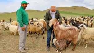 VANLI GİRİŞİMCİ KURDUĞU KEÇİ ÇİFTLİĞİNDE SÜT TALEBİNE YETİŞEMİYOR 