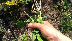  YABANİ OT MÜCADELESİ