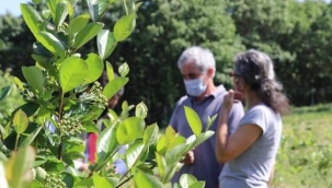 YALOVA ARONYASI TESCİLLENDİ!