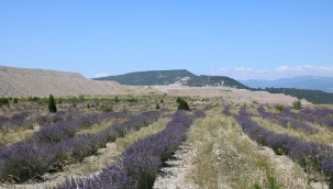 Yapınca oluyor. Darısı tüm Anadolu'nun başına. 