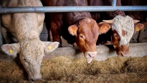 Yem fiyatları Bir Ayda 3 Defa Zamlandı