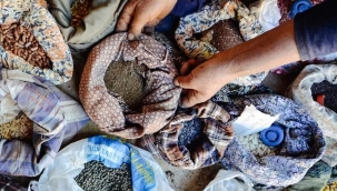 Yerli tohumlarla bir ömür... ÖPÜLESİ ELLERİN MİRASI