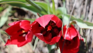 Yılda sadece 15 gün görülen endemik dağ lalesi hayran bırakıyor