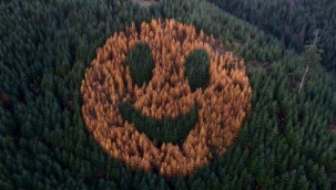 Yıllar önce planlanıp dikilen ağaçlar büyüdü ve bu yıl gülen yüz ortaya çıktı...