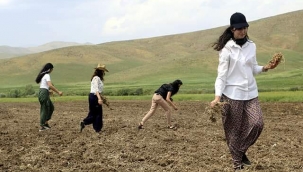 YÜKSEKOVA'DA KADIN ELİYLE EKİM SEFERBERLİĞİ