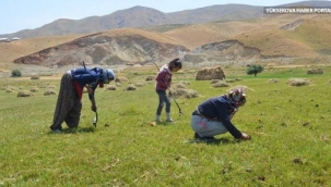 Yüksekova'da köy sakinleri kısıtlama günlerini dağlarda pancar toplayarak geçiriyor 