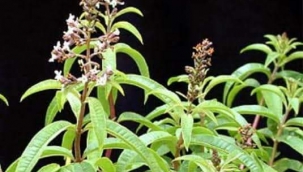 ZARARLILARI UZAKLAŞTIRAN BİTKİLER ve EV YAPIMI DOĞAL MÜCADELE YÖNTEMLERİ 