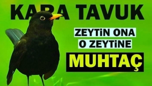 ZEYTİNİN BAĞBANI KARATAVUK 