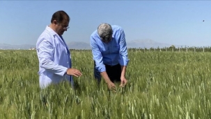 2 BİN YILLIK AHMET BUĞDAYI DÜNYA SOFRALARIYLA BULUŞACAK