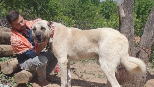 60 yıldır 'Çökelez Aslan'ı yetiştiriyorlar