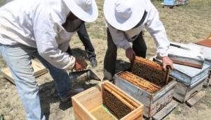 Ankara'da Arıcılık Akademisi'nde Eğitimler Başlıyor
