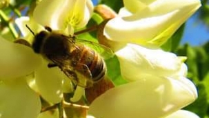 ARICILIĞIN EN BÜYÜK SORUNU