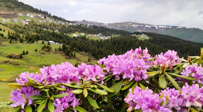 Artvin tarım ürünleri neler? Artvin’de hangi ürünler yetişir?