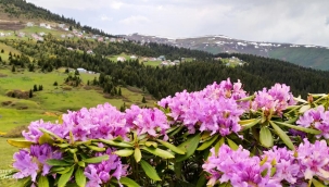 Artvin tarım ürünleri neler? Artvin'de hangi ürünler yetişir?